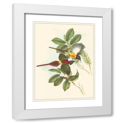 Small Birds of Tropics III White Modern Wood Framed Art Print with Double Matting by Gould, John