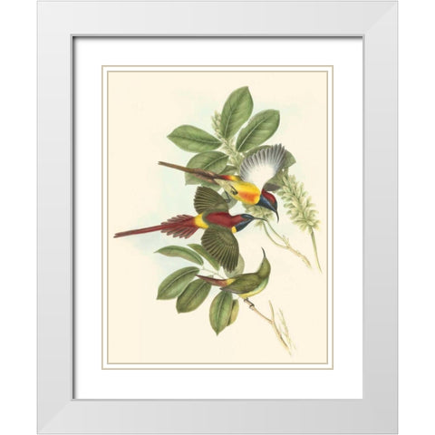 Small Birds of Tropics III White Modern Wood Framed Art Print with Double Matting by Gould, John