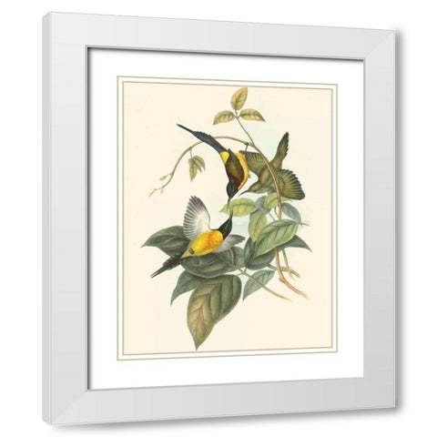 Small Birds of Tropics IV White Modern Wood Framed Art Print with Double Matting by Gould, John