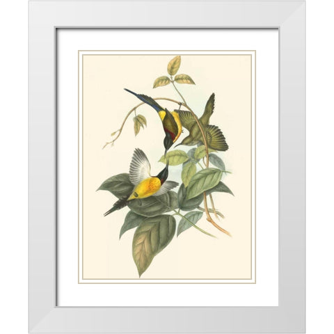 Small Birds of Tropics IV White Modern Wood Framed Art Print with Double Matting by Gould, John