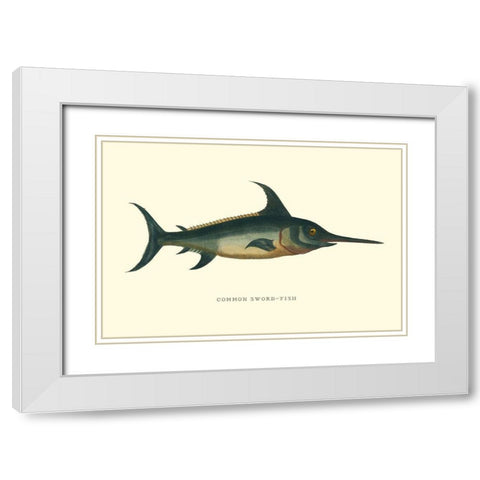 Common Sword-Fish White Modern Wood Framed Art Print with Double Matting by Vision Studio