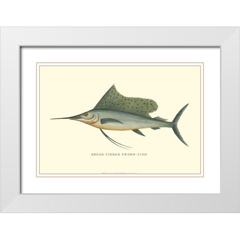 Broad Finned Sword-Fish White Modern Wood Framed Art Print with Double Matting by Vision Studio
