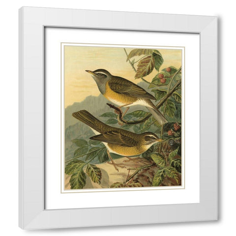 Small Woodland Birds III White Modern Wood Framed Art Print with Double Matting by Vision Studio