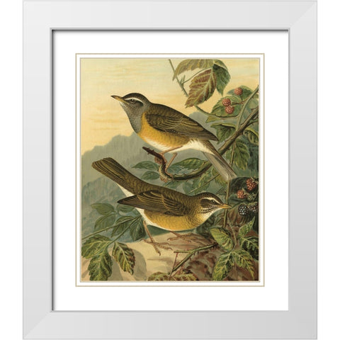Small Woodland Birds III White Modern Wood Framed Art Print with Double Matting by Vision Studio