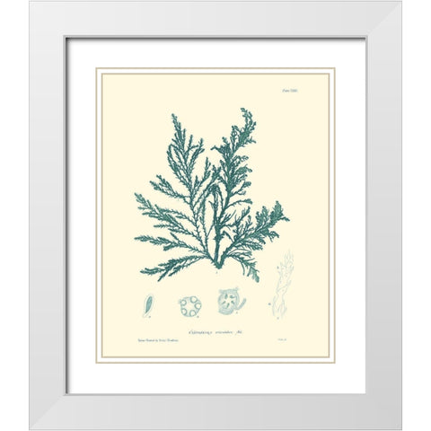 Nature Print in Aqua I White Modern Wood Framed Art Print with Double Matting by Vision Studio