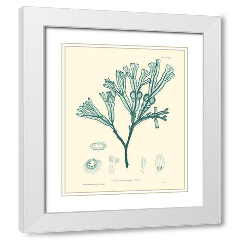 Nature Print in Aqua IV White Modern Wood Framed Art Print with Double Matting by Vision Studio