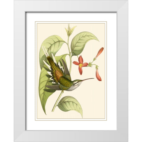 Delicate Hummingbird I White Modern Wood Framed Art Print with Double Matting by Vision Studio