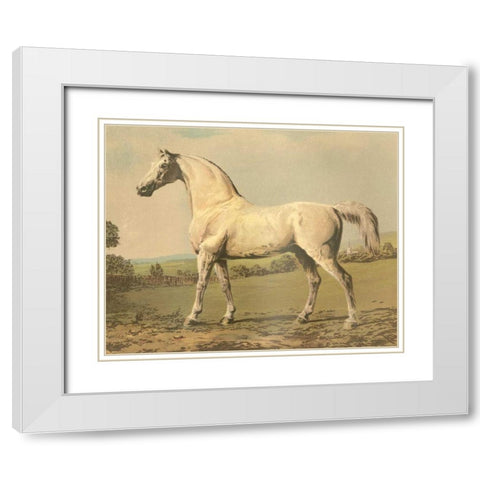 Cassells Thoroughbred II White Modern Wood Framed Art Print with Double Matting by Cassel
