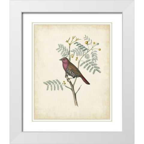 Delicate Birds II White Modern Wood Framed Art Print with Double Matting by Unknown