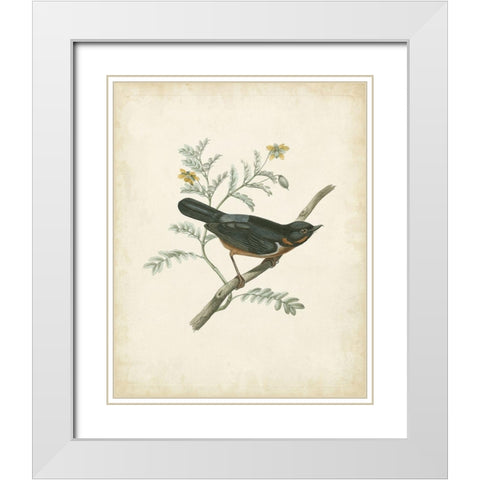 Delicate Birds III White Modern Wood Framed Art Print with Double Matting by Unknown