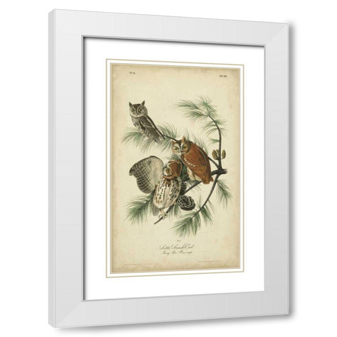 Audubon Screech Owl White Modern Wood Framed Art Print with Double Matting by Audubon, John James
