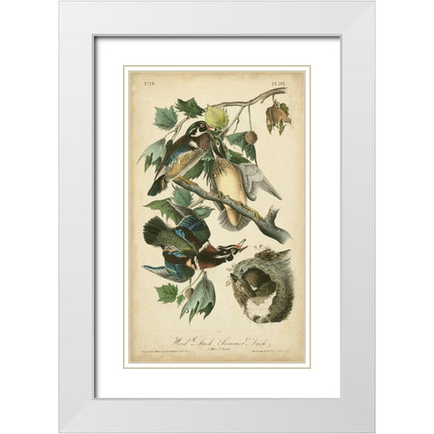 Audubon Wood Duck White Modern Wood Framed Art Print with Double Matting by Audubon, John James