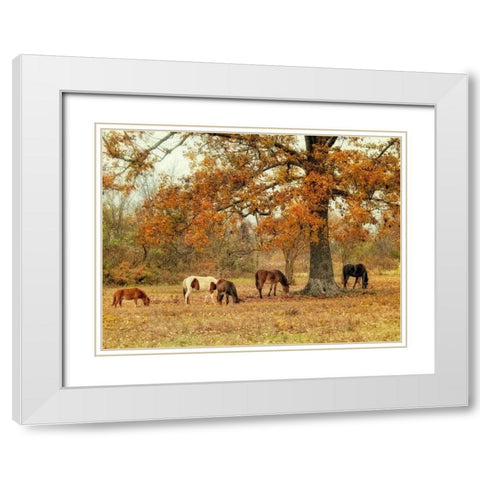 Calmly Grazing White Modern Wood Framed Art Print with Double Matting by Head, Danny
