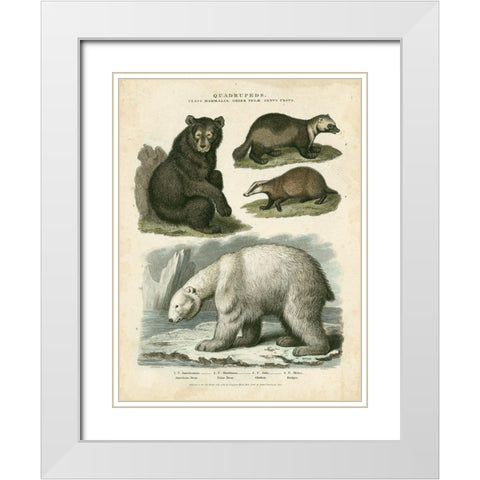 Brown Bear and Polar Bear White Modern Wood Framed Art Print with Double Matting by Edwards, Sydenham