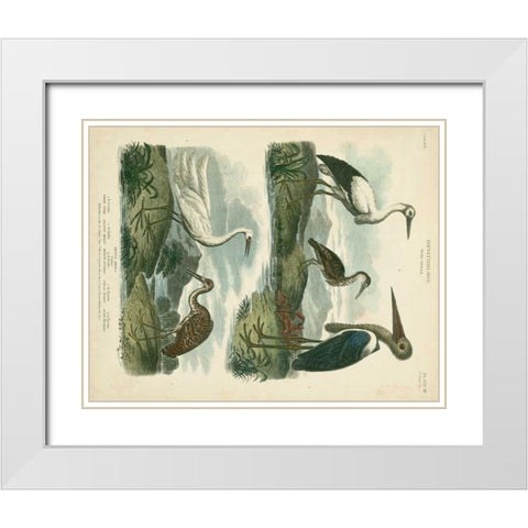 Heron and Crane Species I White Modern Wood Framed Art Print with Double Matting by Edwards, Sydenham