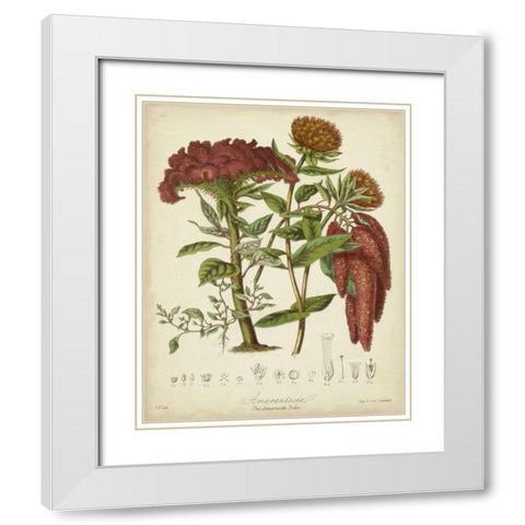 Twining Botanicals II White Modern Wood Framed Art Print with Double Matting by Twining, Elizabeth