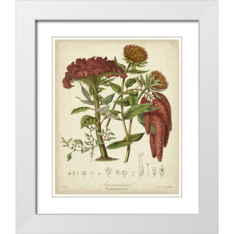 Twining Botanicals II White Modern Wood Framed Art Print with Double Matting by Twining, Elizabeth