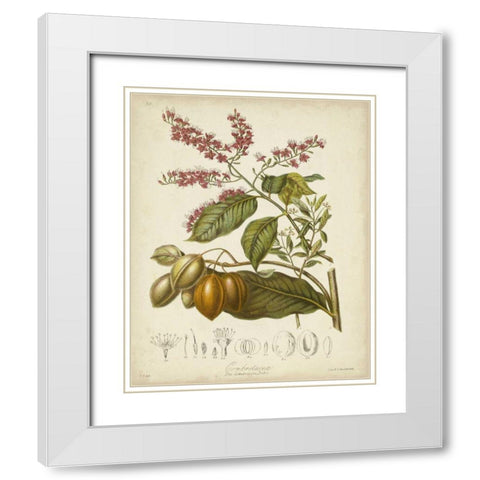 Twining Botanicals IV White Modern Wood Framed Art Print with Double Matting by Twining, Elizabeth