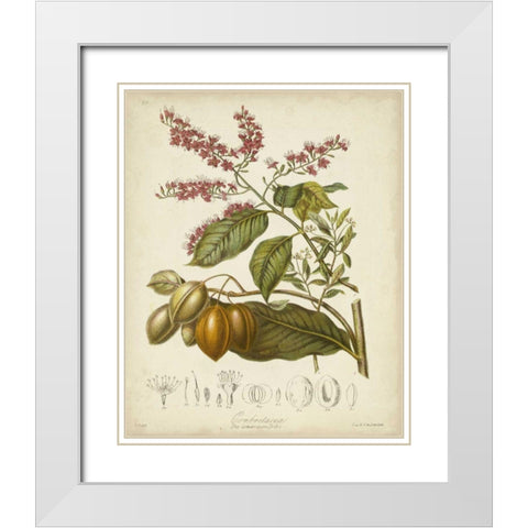Twining Botanicals IV White Modern Wood Framed Art Print with Double Matting by Twining, Elizabeth