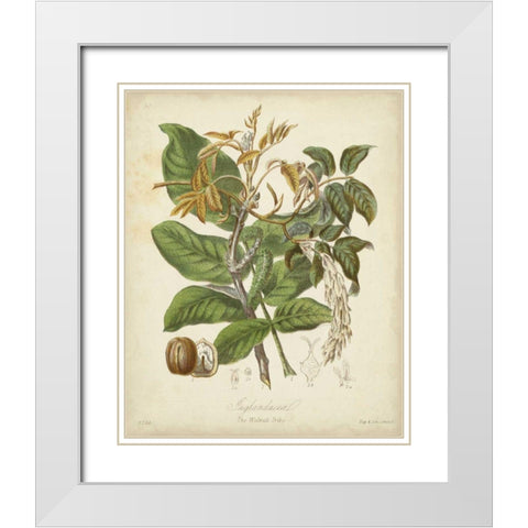 Twining Botanicals VI White Modern Wood Framed Art Print with Double Matting by Twining, Elizabeth