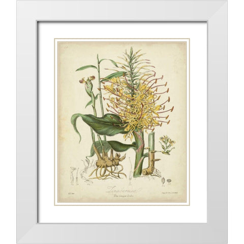 Twining Botanicals VII White Modern Wood Framed Art Print with Double Matting by Twining, Elizabeth