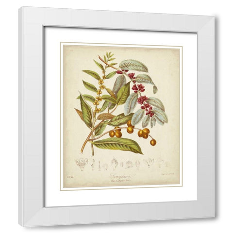 Twining Botanicals VIII White Modern Wood Framed Art Print with Double Matting by Twining, Elizabeth
