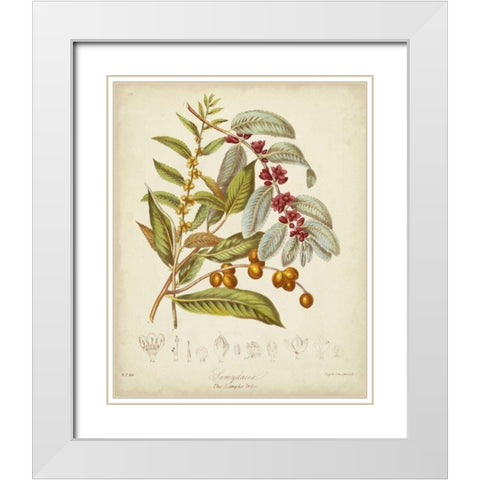 Twining Botanicals VIII White Modern Wood Framed Art Print with Double Matting by Twining, Elizabeth