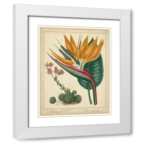 Golden Bird of Paradise White Modern Wood Framed Art Print with Double Matting by Edwards, Sydenham