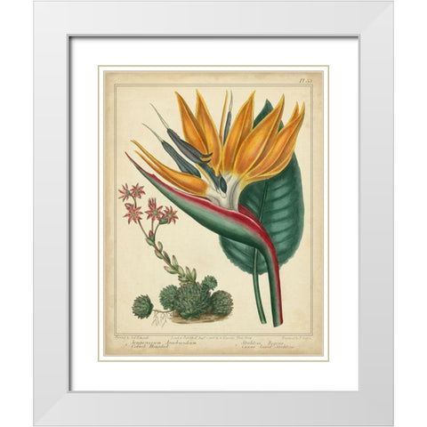 Golden Bird of Paradise White Modern Wood Framed Art Print with Double Matting by Edwards, Sydenham