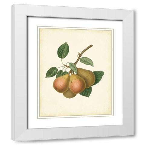 Plantation Pears I White Modern Wood Framed Art Print with Double Matting by Unknown