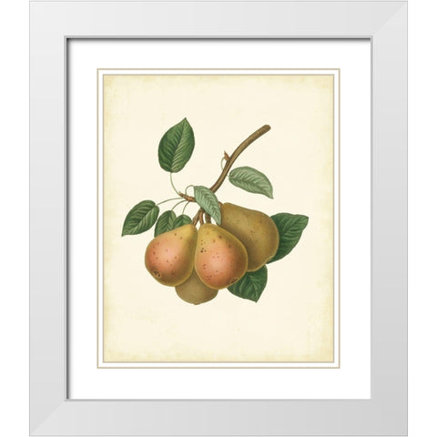 Plantation Pears I White Modern Wood Framed Art Print with Double Matting by Unknown