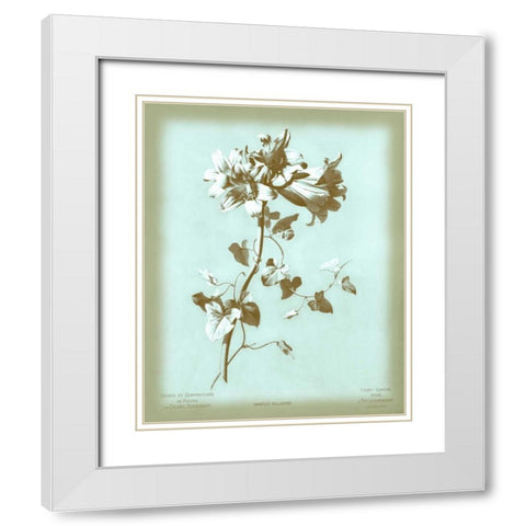 Dussurgey Amaryllis on Blue White Modern Wood Framed Art Print with Double Matting by Dussurgey, Chabal