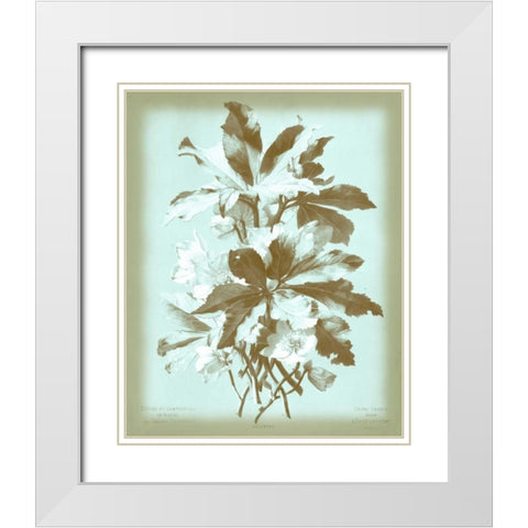 Dussurgey Ellebore on Blue White Modern Wood Framed Art Print with Double Matting by Dussurgey, Chabal