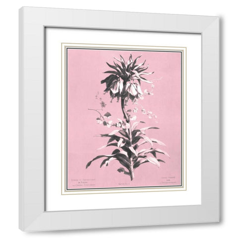 Dussurgey Imperiale on Pink White Modern Wood Framed Art Print with Double Matting by Dussurgey, Chabal