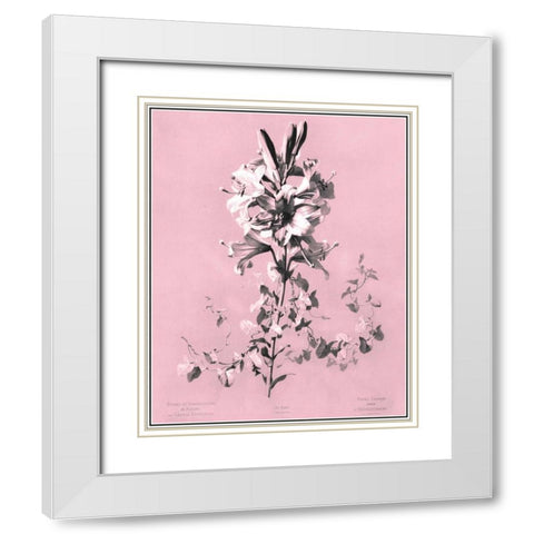 Dussurgey Lilium on Pink White Modern Wood Framed Art Print with Double Matting by Dussurgey, Chabal