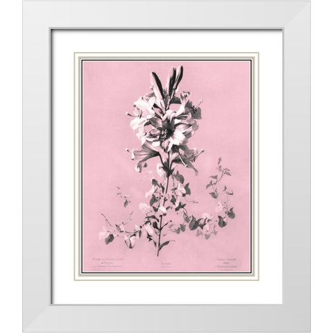 Dussurgey Lilium on Pink White Modern Wood Framed Art Print with Double Matting by Dussurgey, Chabal