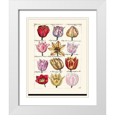 Tulips en Masse I White Modern Wood Framed Art Print with Double Matting by Unknown