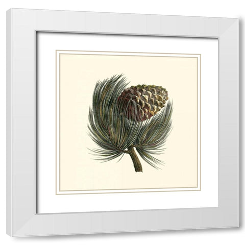 Pignon Pine White Modern Wood Framed Art Print with Double Matting by Unknown