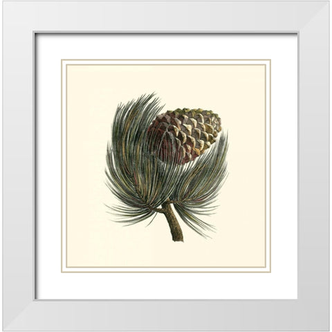 Pignon Pine White Modern Wood Framed Art Print with Double Matting by Unknown