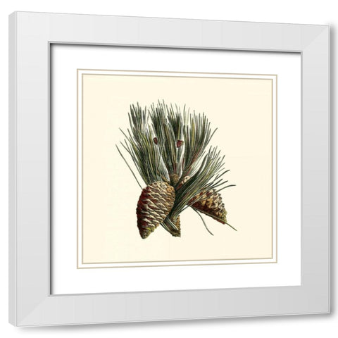 Bordeaux Pine White Modern Wood Framed Art Print with Double Matting by Unknown