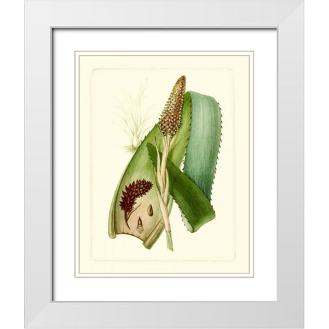 Exotic Flora I White Modern Wood Framed Art Print with Double Matting by Vision Studio