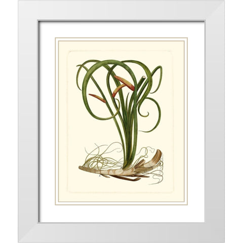 Exotic Flora VI White Modern Wood Framed Art Print with Double Matting by Vision Studio