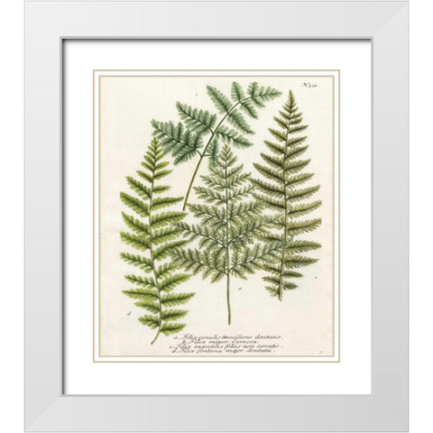Fern Gathering I White Modern Wood Framed Art Print with Double Matting by Weinmann