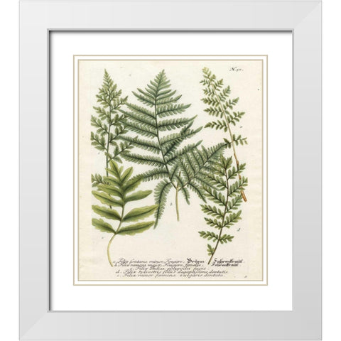 Fern Gathering II White Modern Wood Framed Art Print with Double Matting by Weinmann