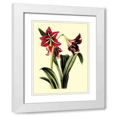Royal Botanical Study I White Modern Wood Framed Art Print with Double Matting by Cotton, B