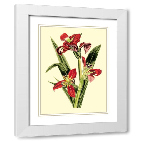 Royal Botanical Study II White Modern Wood Framed Art Print with Double Matting by Cotton, B