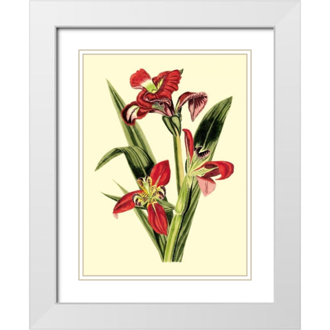 Royal Botanical Study II White Modern Wood Framed Art Print with Double Matting by Cotton, B