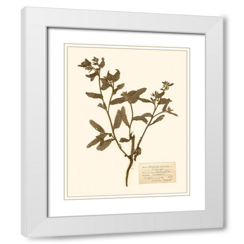 Pressed Flower Study III White Modern Wood Framed Art Print with Double Matting by Vision Studio