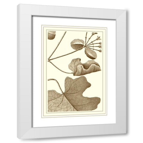 Cropped Sepia Botanical I White Modern Wood Framed Art Print with Double Matting by Vision Studio