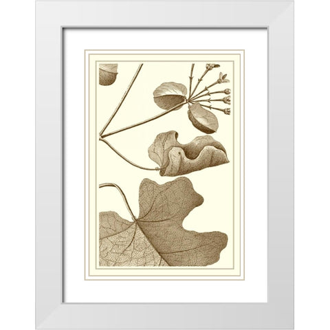 Cropped Sepia Botanical I White Modern Wood Framed Art Print with Double Matting by Vision Studio